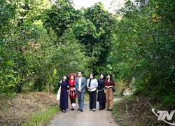 Bạch Thông - Mùa quýt chín