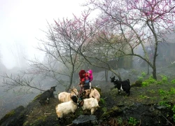 Cao nguyên đá Đồng Văn được vinh danh là điểm đến hàng đầu thế giới năm 2025