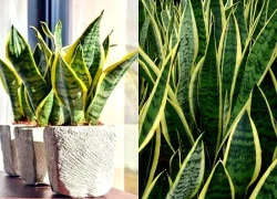 Cây thuốc quý cho sức khỏe, nhiều người chỉ trồng vì đẹp mà không biết công dụng