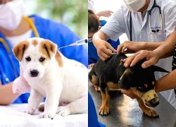 Chủ động kiểm soát bệnh dại