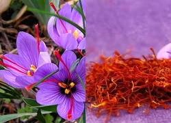 Đánh bay mất ngủ với nhụy hoa nghệ tây: Hiệu quả đến đâu và nên kết hợp gì?