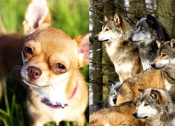 Gen sói xuất hiện ở chó chihuahua, phát hiện sốc khiến giới khoa học bất ngờ