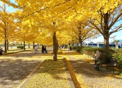Hakone và Kazo: Tìm về bình yên giữa mùa lá vàng Nhật Bản