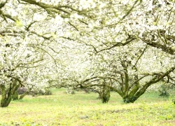 Hoa mận nở sớm, tinh khôi giữa tiết trời đầu đông ở Mộc Châu