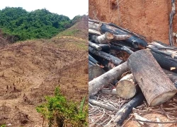 Khởi tố vụ xâm hại gần 98ha rừng ở Gia Lai