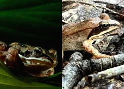 Kỳ diệu: Loài ếch gỗ 'đóng băng' rồi hồi sinh mỗi mùa xuân