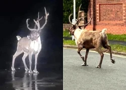 Kỳ lạ: Chú tuần lộc khiến cảnh sát cũng phải vào cuộc