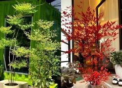 Loài cây phong thủy lúc xanh lúc đỏ: Trồng một chậu trong nhà, may mắn tự ghé cửa