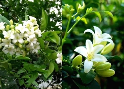 Loài cây quý như vàng, hoa nở suốt 200 ngày, trồng trong nhà là tài lộc kéo đến