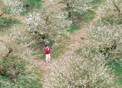 Mộc Châu: Ngỡ ngàng mùa hoa mận trắng nở sớm đầu đông