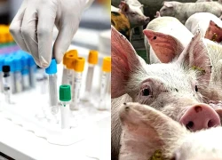 Nghi rò rỉ phòng thí nghiệm gây bùng phát dịch tả lợn ở Tây Ban Nha