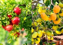 Người xưa dặn: "Phía Đông trồng lựu hốt vàng, phía Tây trồng hồng hốt bạc" - Sự thật là gì?