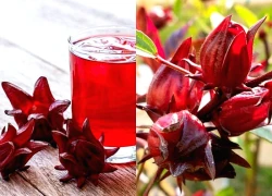 Những tác hại tiềm ẩn ít người biết của hoa atiso đỏ