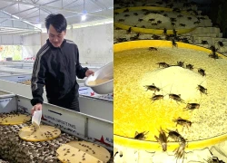 Nuôi loài "tí hon" 30 ngày đã thu hoạch, chàng rể Nghệ An kiếm trăm triệu mỗi năm