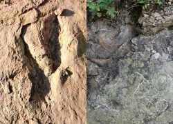 Phát hiện dấu chân khủng long có niên đại hơn 200 triệu năm tại Trung Quốc