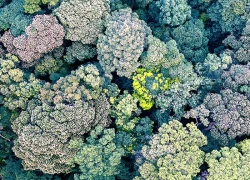 Rực rỡ Hin Nam Nô