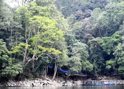 Rừng cổ thụ 'khoác áo mới' bên hồ nước ngọt đẹp nhất thế giới