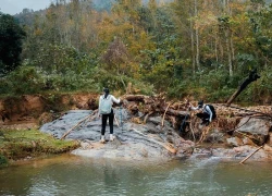 Rừng phong Khe Sanh đổi màu lá, hút khách trekking