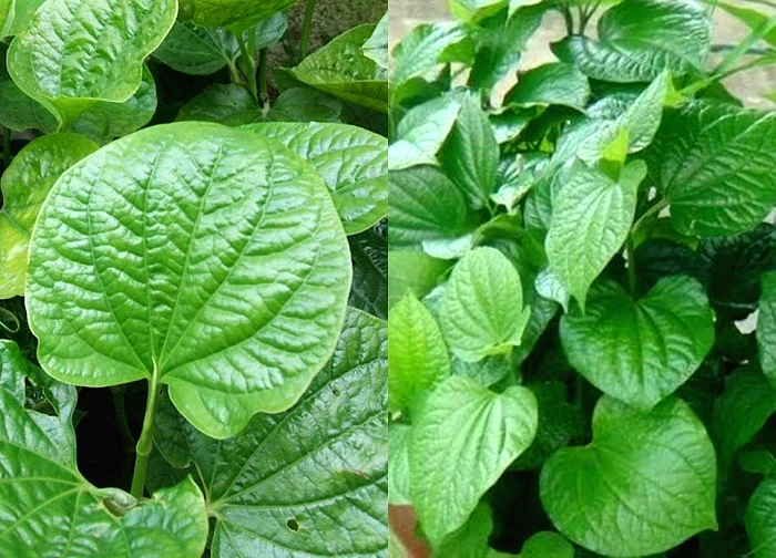 Sự thật về cách chữa viêm xoang bằng lá lốt: Công dụng và rủi ro ít ai biết