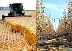 Chính quyền Tổng thống Trump tung gói viện trợ khổng lồ cứu nông dân Mỹ