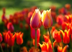 Trúng số độc đắc đúng ngày 8/12/2025, 3 con giáp Thần Tài trao Tài Lộc, 'thuận nước xuôi dòng', làm gì cũng lợi, chả mấy mà giàu to