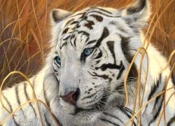 Tử vi 3 con giáp may mắn nhất Chủ Nhật (7/12): Đỉnh cao sự nghiệp, công danh rực rỡ