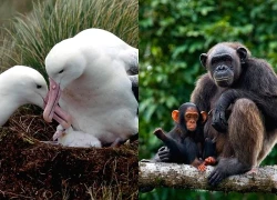 Vì sao động vật cái sống lâu hơn con đực?