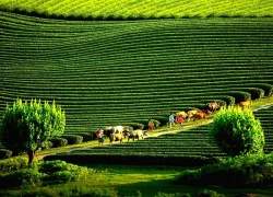 Việt Nam lần thứ 6 là Điểm đến Di sản hàng đầu thế giới năm 2025