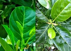 5 cách dùng lá mít chữa bệnh