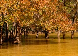 [Ảnh] Quyến rũ cảnh sắc rừng phong hương tại Quảng Trị