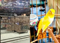 Bộ Công an cảnh báo "dân chơi" chim cảnh