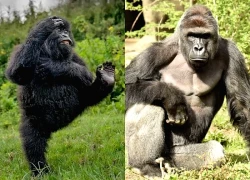 Bức ảnh khỉ đột nô đùa trong rừng gây chú ý