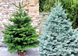 Các loại cây cảnh vừa làm quà tặng Giáng sinh, vừa trang trí không gian đẹp