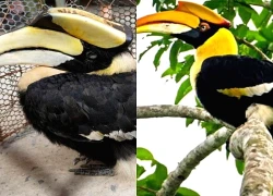 Chim hồng hoàng quý hiếm lạc vào ruộng ở Tây Ninh