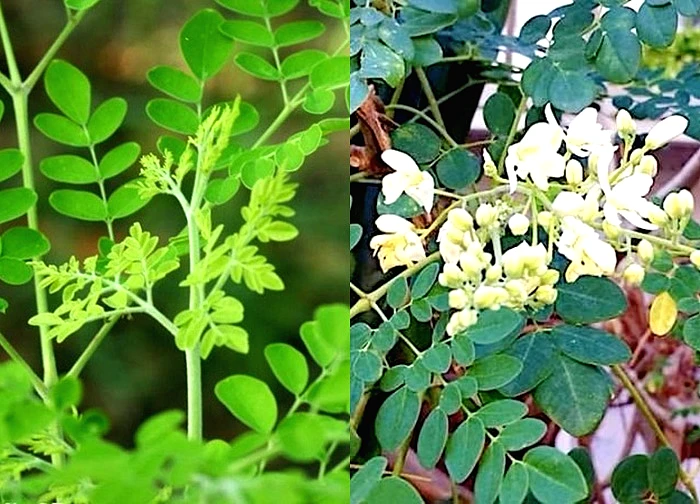 'Đặc sản xanh' từ cây dại mọc bờ bụi, được săn lùng bởi hương vị và giá trị dinh dưỡng cao