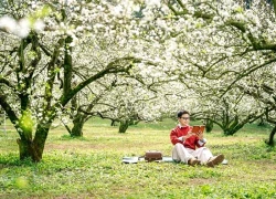 Dòng người đổ về Mộc Châu "săn" hoa mận, nhiều cơ sở lưu trú "cháy phòng"