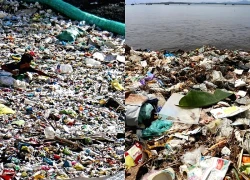 Công nghệ lấy cảm hứng từ cá giúp thu giữ hầu hết vi nhựa