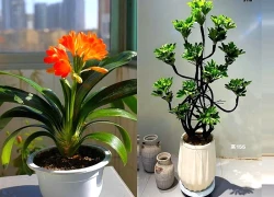 Không chỉ Kim tiền, đây là 4 loại cây phong thủy dễ trồng, hợp người bận rộn