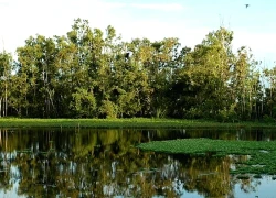 Khu bảo tồn Ramsar Láng Sen - thế giới xanh giữa đồng bằng