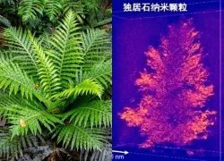 Lần đầu tiên Trung Quốc phát hiện đất hiếm trong cây khiến thế giới sửng sốt, tiềm năng thay đổi tương lai ngành khai khoáng