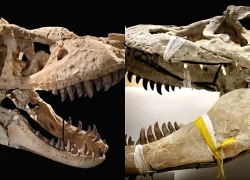 Mông Cổ nhận lại nhiều hóa thạch khủng long quý hiếm sau hơn một thập kỷ