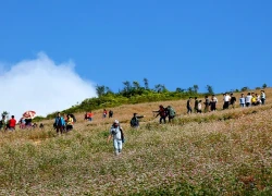 Sắc hồng mơ mộng của Tây Bắc