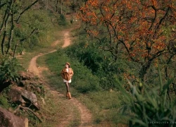 Vườn hồng cổ thụ đẹp như cổ tích hút khách "check in" ở Nghệ An