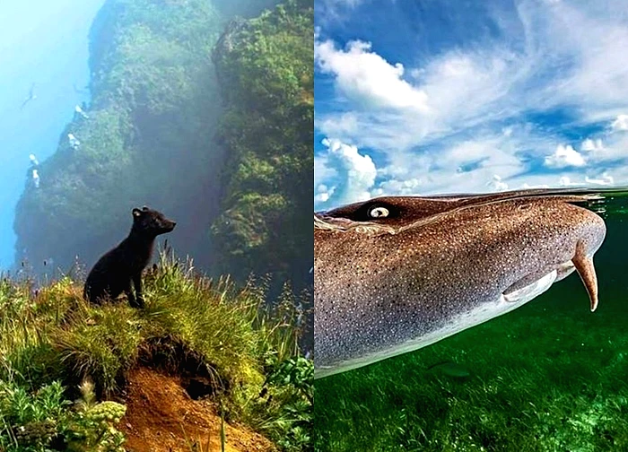 Bức ảnh cáo Bắc Cực xanh đẹp như cổ tích gây sốt cuộc thi ảnh 2025