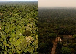 Khí hậu siêu nhiệt đới đe dọa 'lá phổi xanh' lớn nhất hành tinh