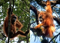 Lũ lụt ở Indonesia gây thảm họa lớn với loài đười ươi quý hiếm