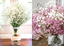 Mãn thiên tinh và ý nghĩa phong thủy: Hoa nhỏ, phúc khí lớn