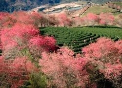 Ngắm đồi hoa mai anh đào nổi tiếng Sa Pa nở rộ mùa cuối, trước khi bị di dời