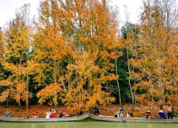 Ngắm rừng phong hương chuyển màu ở Quảng Trị