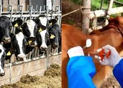 Pháp siết chặt quy định phòng bệnh viêm da nổi cục ở gia súc